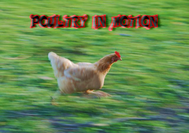 Poultry-in-Motion.jpg