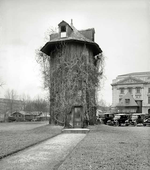 Arboreal-accomodations-O.jpg