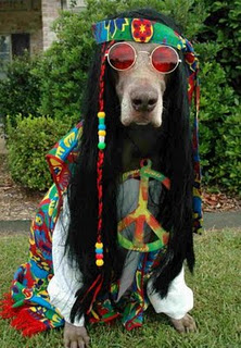 hippie dog.jpg