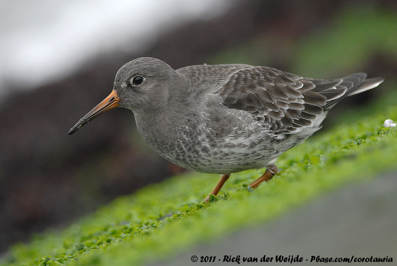 Purple Sandpiper<br><i>Calidris maritima</i>