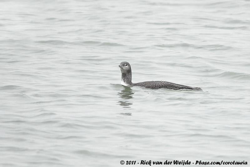 Red-Throated Loon<br><i>Gavia stellata</i>