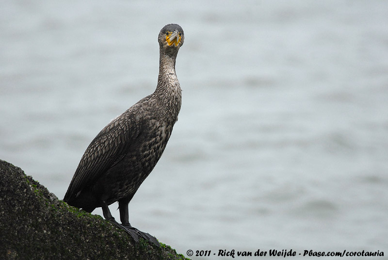 Great Cormorant<br><i>Phalacrocorax carbo sinensis</i>