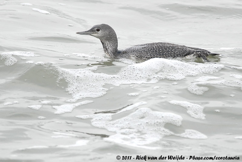 Red-Throated Loon<br><i>Gavia stellata</i>