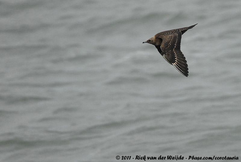 Arctic Skua<br><i>Stercorarius parasiticus</i>