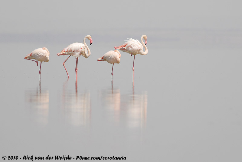 Greater Flamingo<br><i>Phoenicopterus roseus</i>
