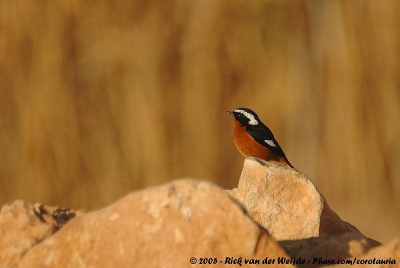 Moussiers Redstart<br><i>Phoenicurus moussieri</i>