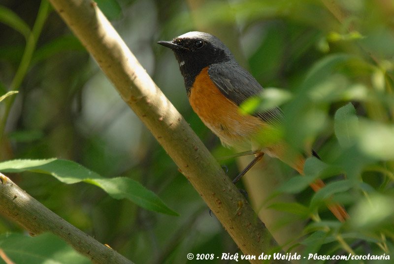 Common Redstart<br><i>Phoenicurus phoenicurus phoenicurus</i>
