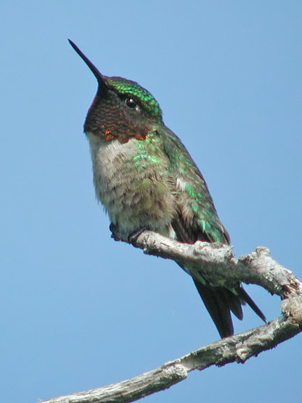 Ruby-throated Hummingbird