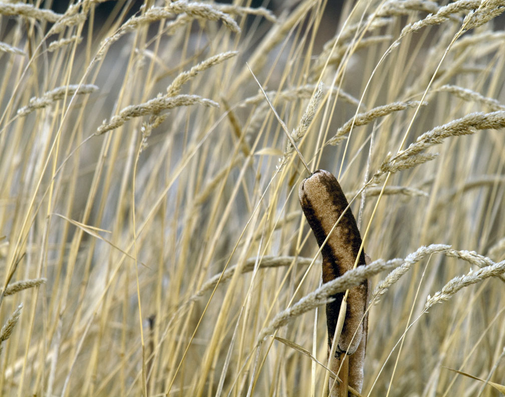 pb11-15-09-02.jpg