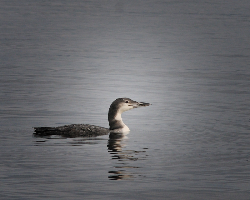 Juvenile Red-Throated Loon