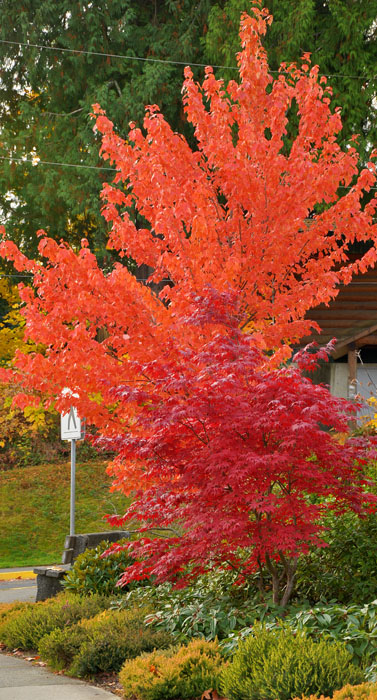 Autumn Colors - JH