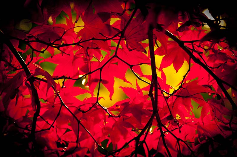 autumn colours_October Red.jpg - EF