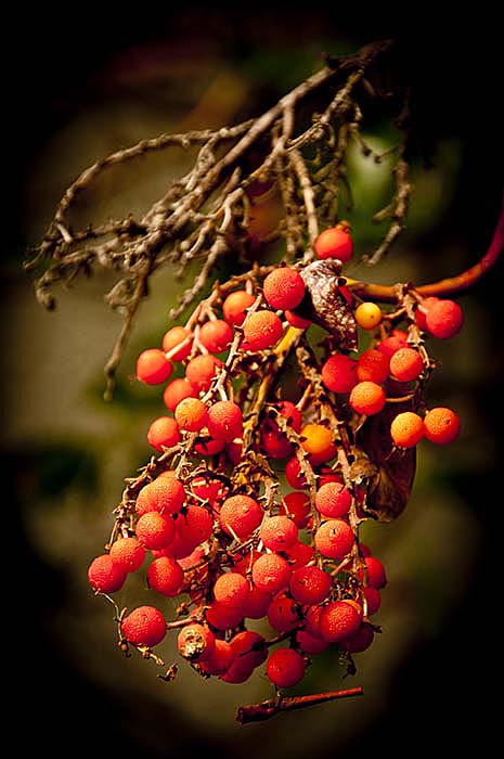 red colour_Arbutus Berries.jpg - EF