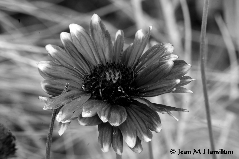 Monochrome Flower - JeanH