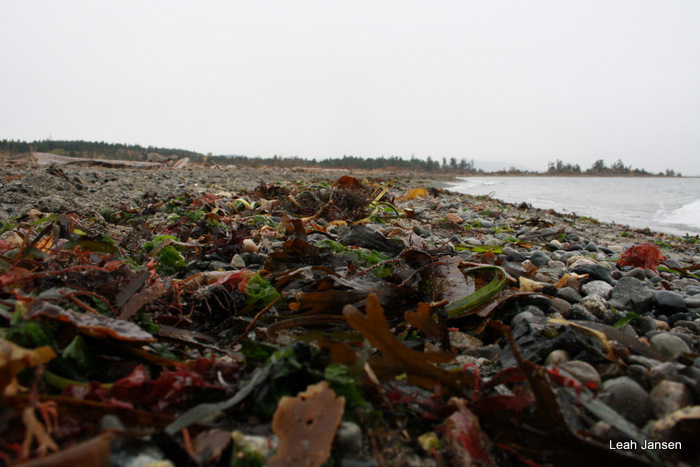 Path of Seaweed
