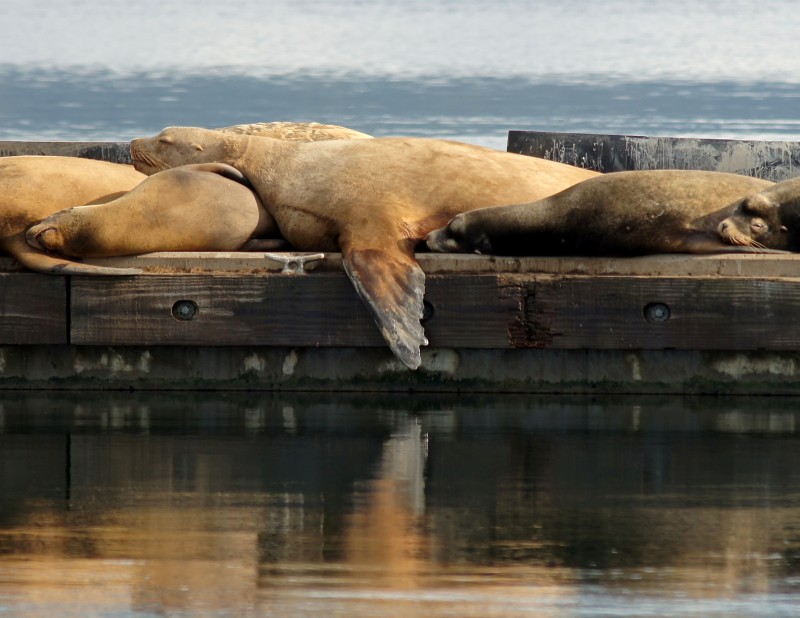 Sealions and Stellers in Cowichan Bay