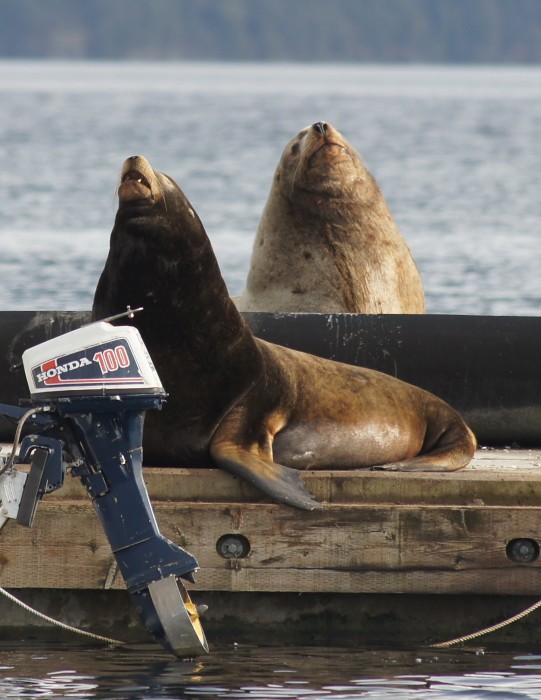 Californian and Steller Sea Lion in Cow Bay