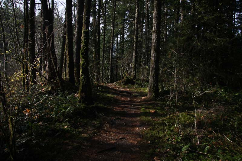 Forest Path