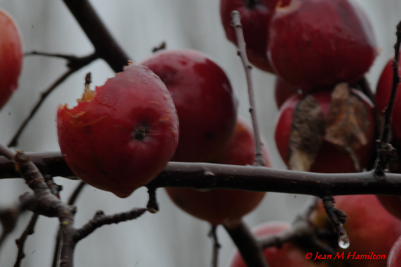 Eaten on the Branch