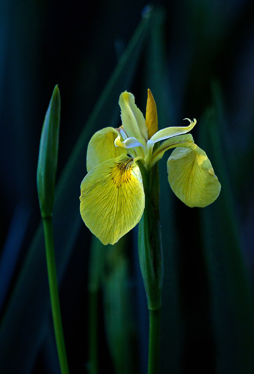 Yellow Flag Iris - Racine ErlandCAPA Fall 2011Open - 22 points