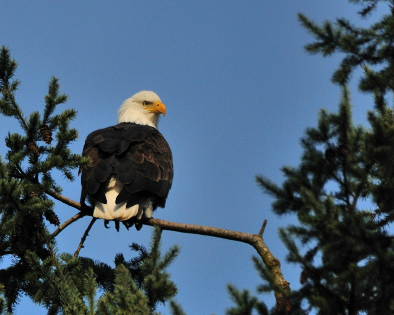 Pretty bird