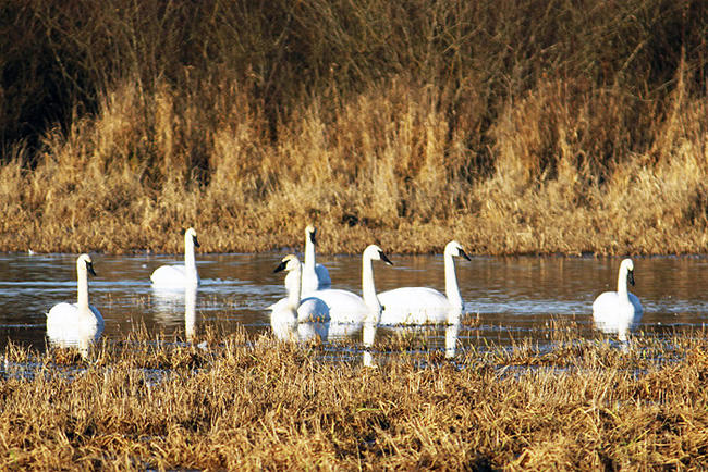 S: Seven Swans Swimming