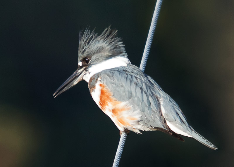 Bird on a Wire