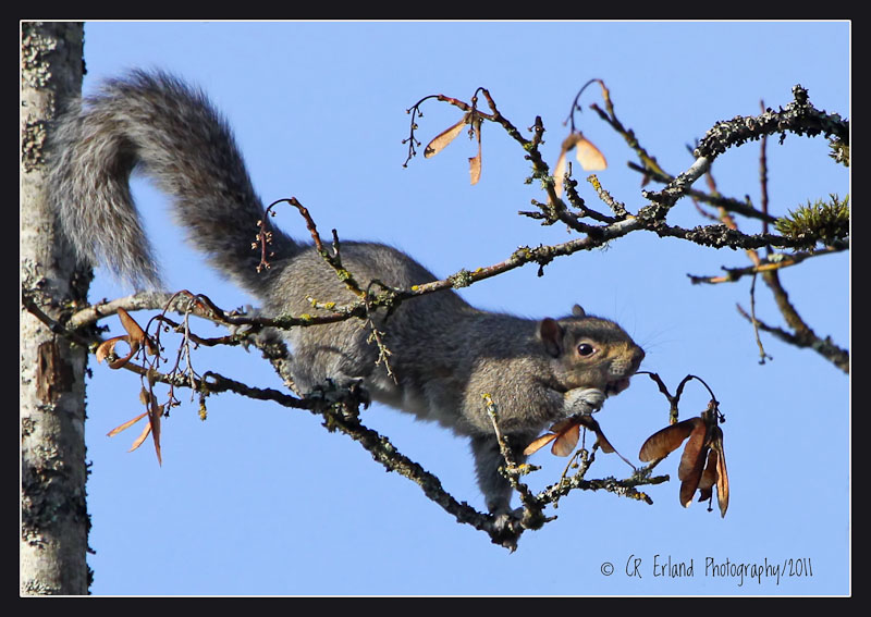 Winter Harvesting