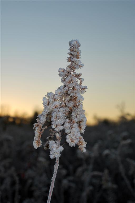 Early Frost