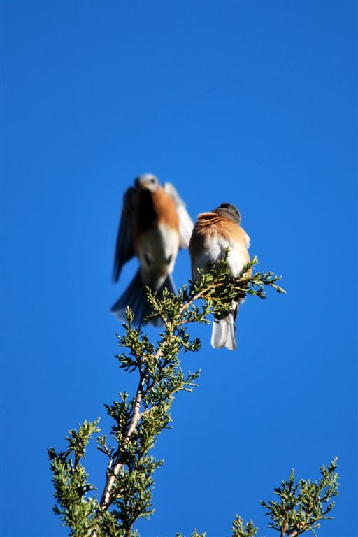 This is My Roost