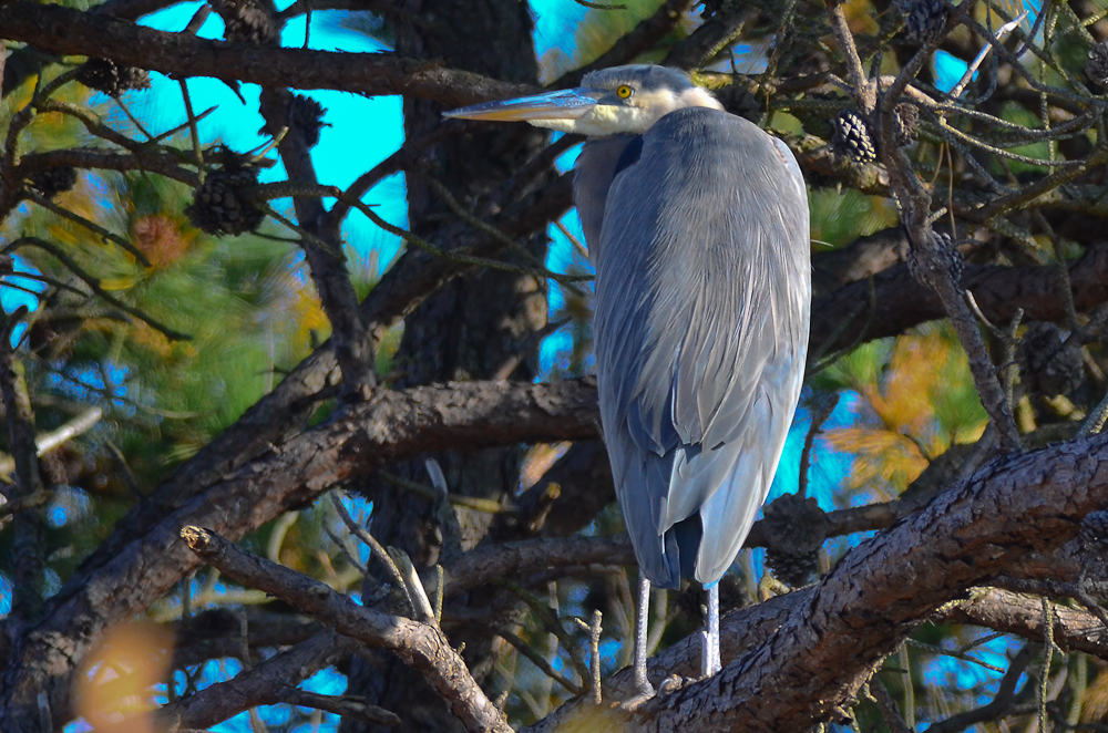 Great Blue in Pines Plum Island