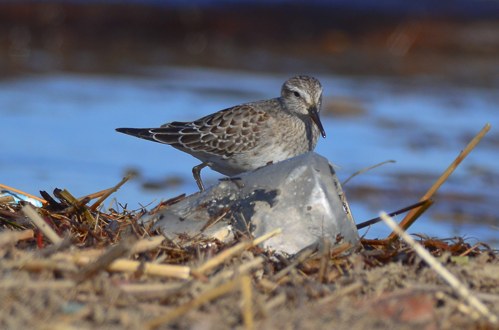 white-rumped sandy point plum island