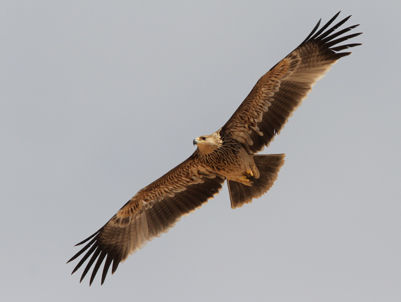 Imperial Eagle, Aquila heliaca