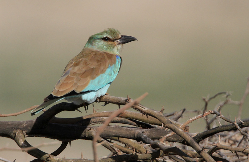 European Roller, Coracias garrulous