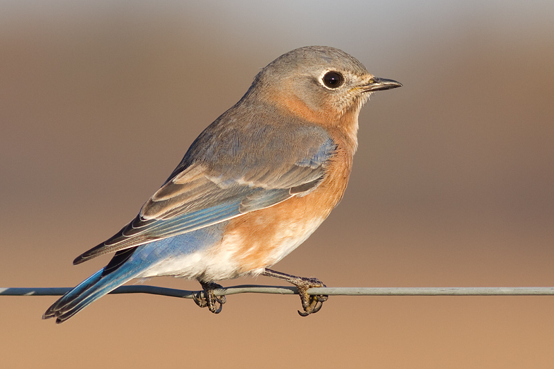 bluebird 69
