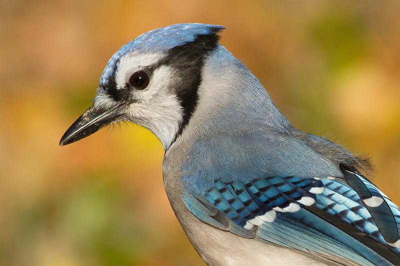 blue jay 198