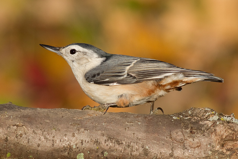 nuthatch 250