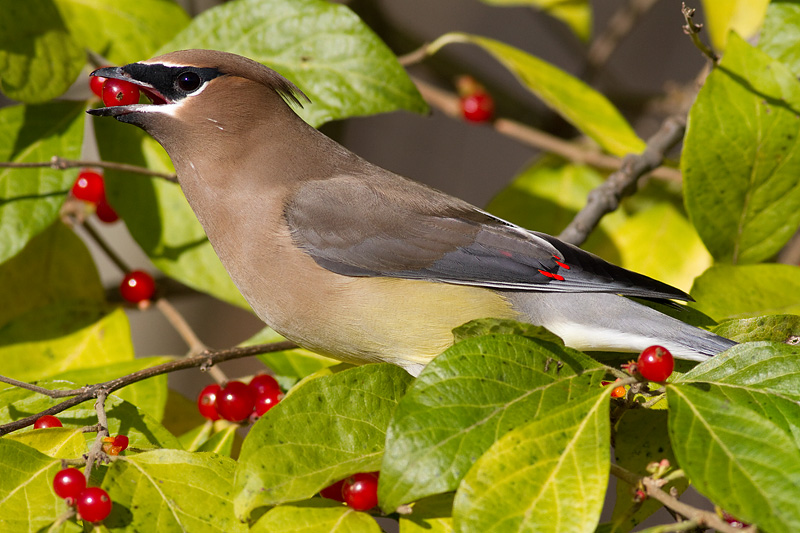 cedar waxwing 70