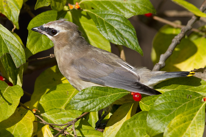 Juvenile Cedar Waxwing