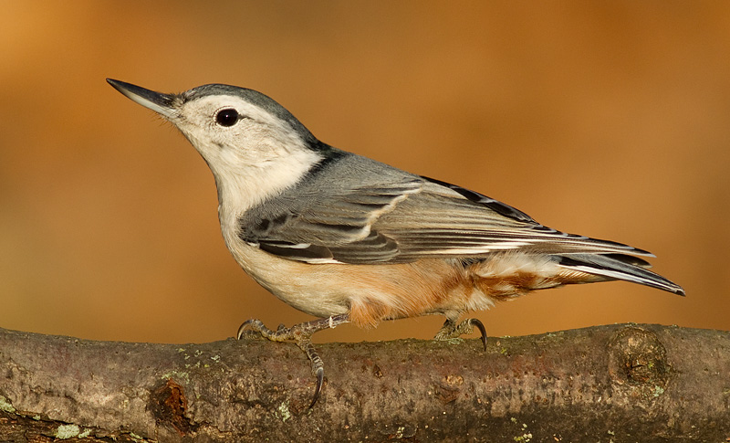nuthatch 251