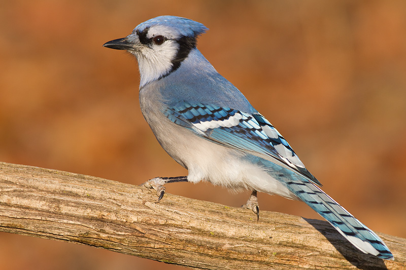 blue jay 201