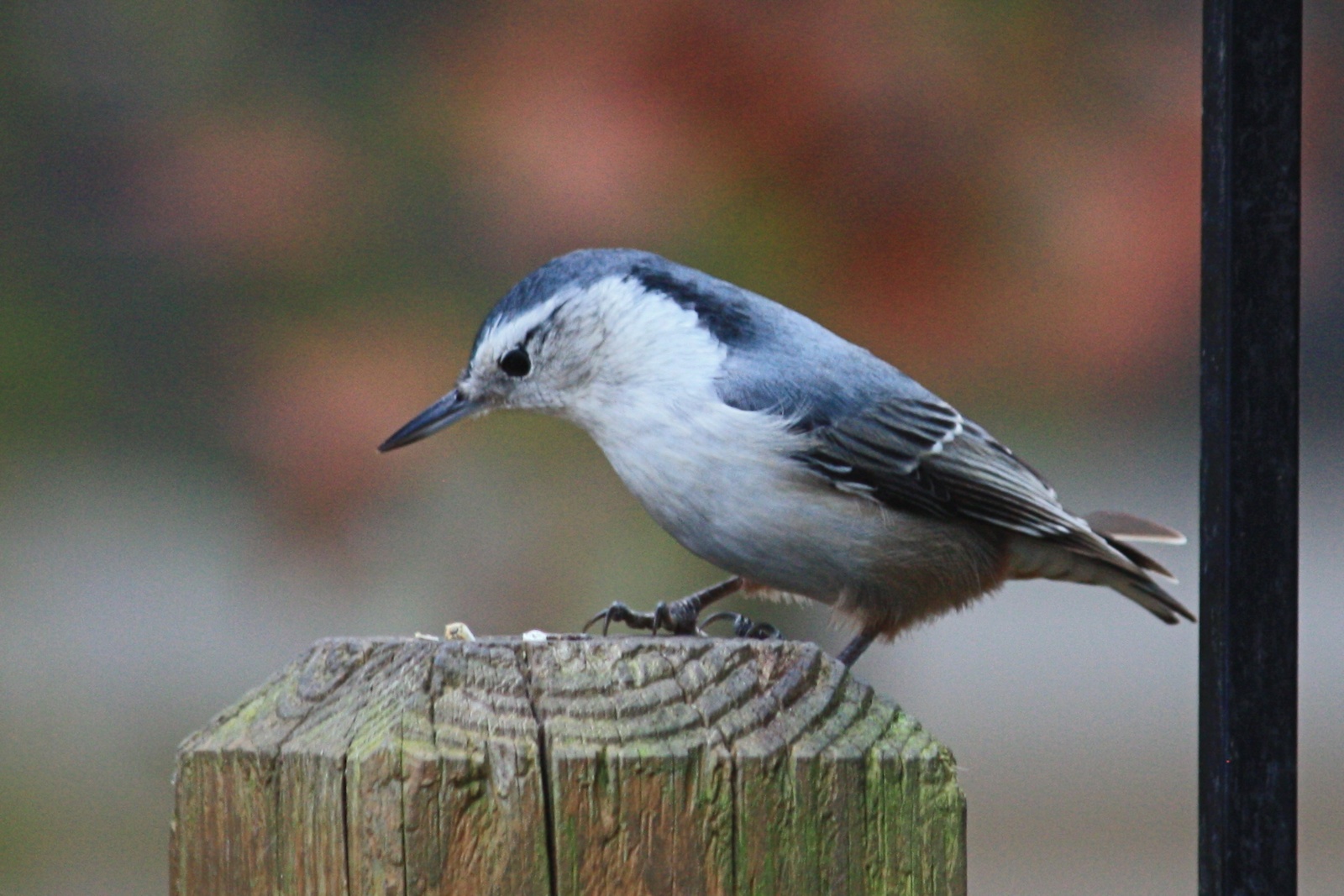 White-Breasted Nuthach<BR>November 10, 2011