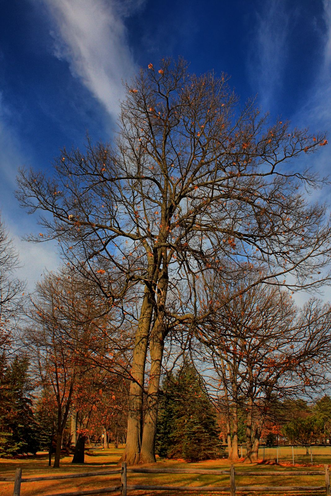 Late Autumn Tree in HDR<BR>December 5, 2011