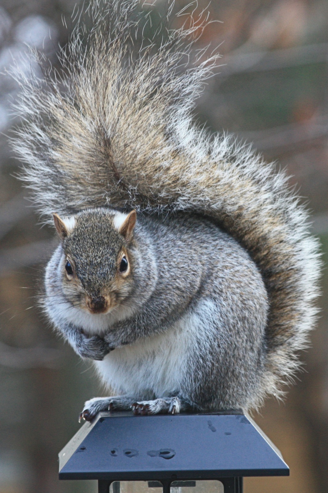 Squirrel<BR>December 9, 2011