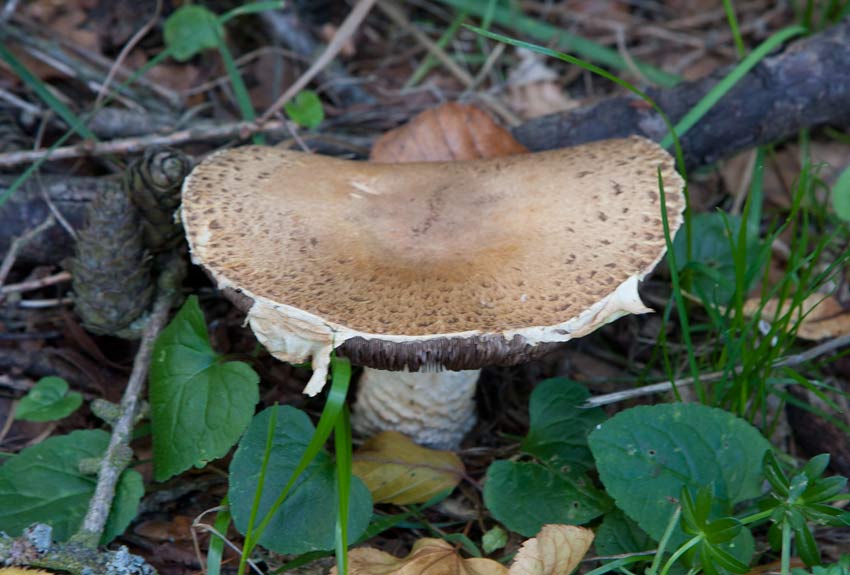 Kungschampinion (Agaricus augustus)