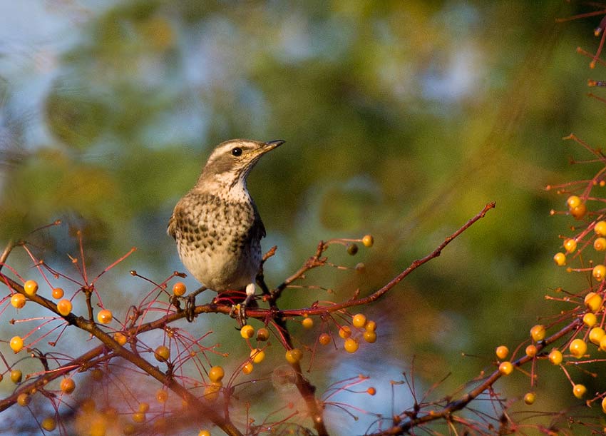 Dusky Thrush (Turdus eunomus)