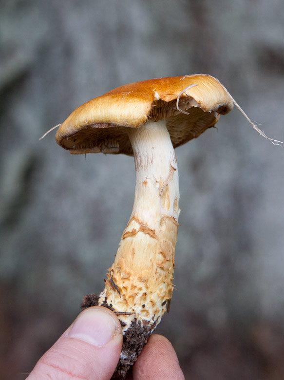 Mngkransad spindelskivling (Cortinarius triumphans