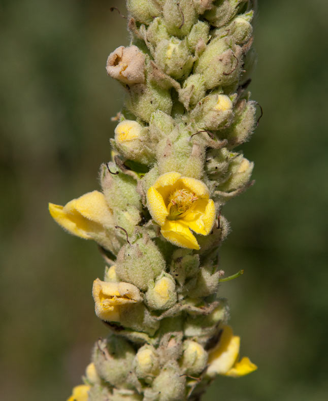 landskungsljus (Verbascum densiflorum)