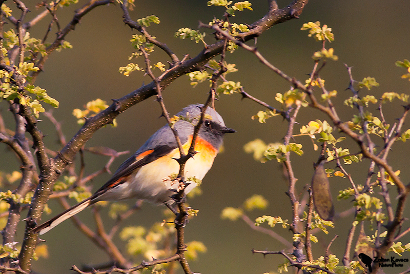 Small Minivet (Pericrocotus cinnamomeus)