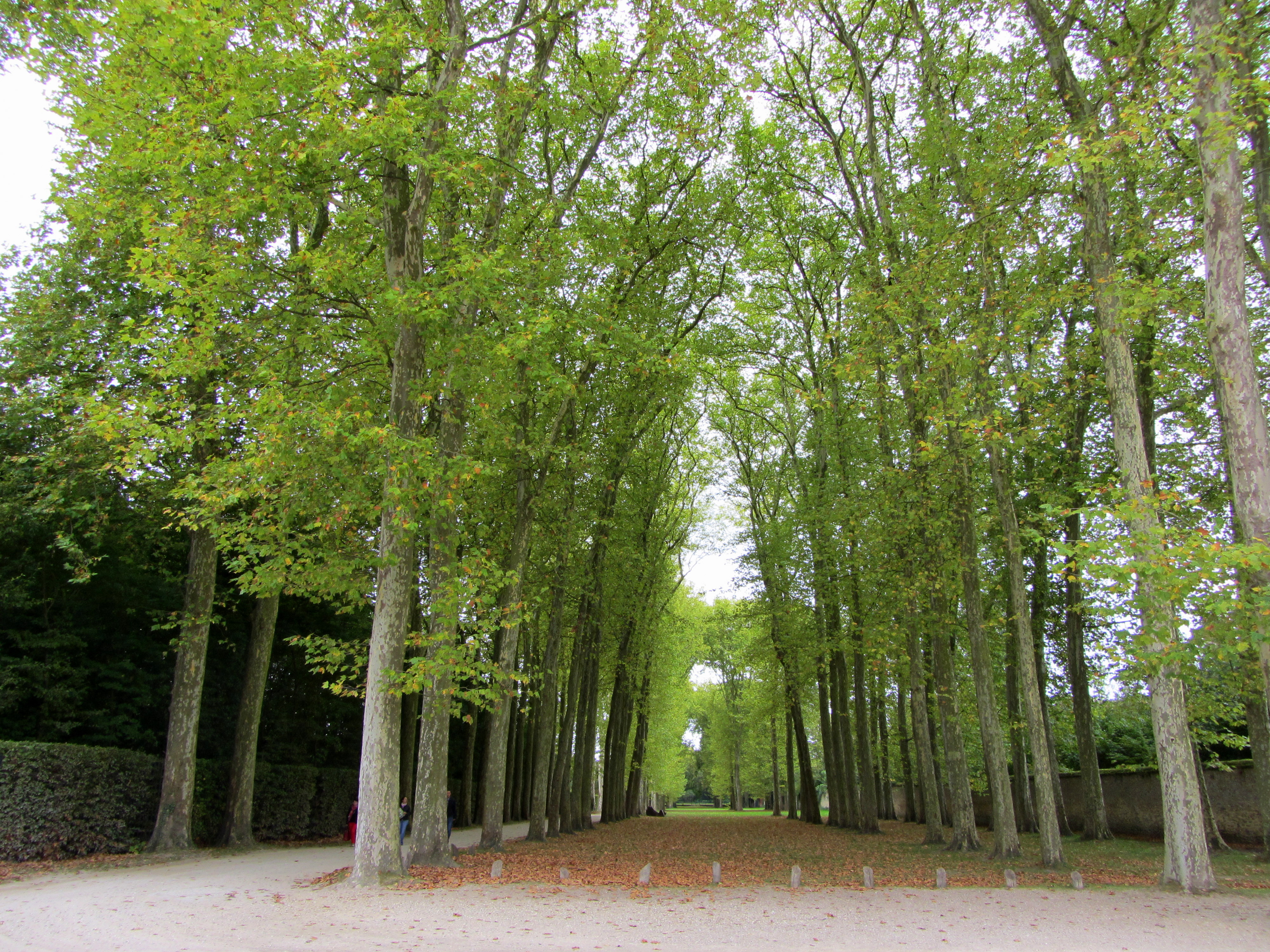 Versailles garden 05